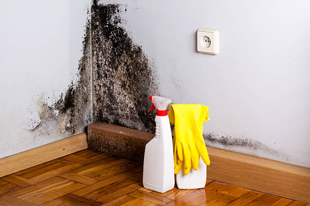 Best White Mold Remediation in Cottonwood, AL